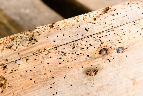 Pauls-Plastering-Llanelli-Woodworm-Treatment